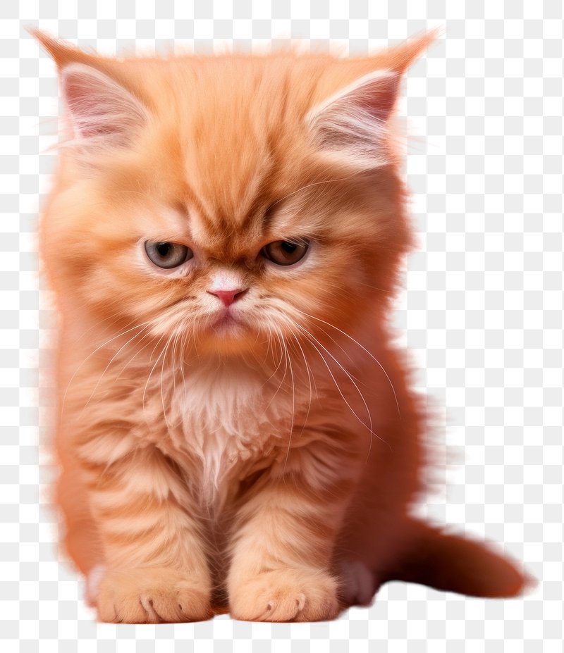Angry Cat Images  Free Photos, PNG Stickers, Wallpapers
